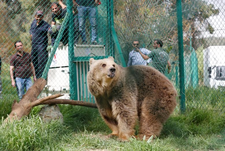 تصاویر | شیر و خرس باغ‌‌وحش موصل که از داعشی‌ها جان سالم به در بردند 